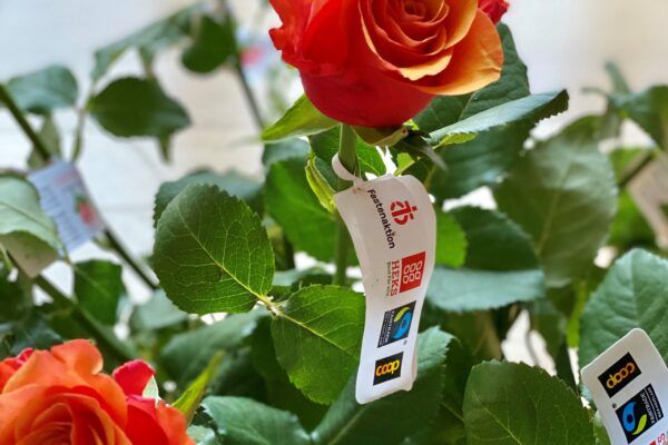 Aktionstag am Samstag, 14. März 2026 – Verkauf von Rosen und Bienenweidensamen